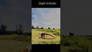 Eagle vs Snake 😶ytshorts animals wildlife snake [upl. by Shapiro]