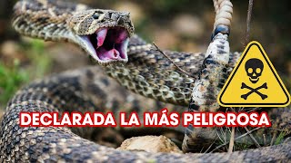 LA VERDADERA HISTORIA DE LA SERPIENTE DE Cascabel  SoyCorraje [upl. by Sonafets]