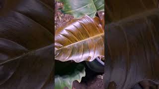 philodendron caramel marble variegated [upl. by Swan]