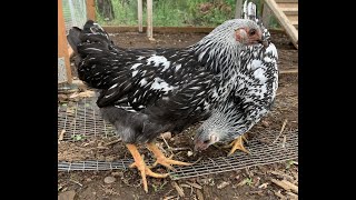 Raising Silver Laced Wyandotte Chicks [upl. by Irovi]