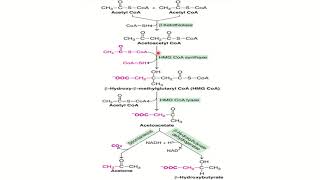 Ketone Bodies Malayalam [upl. by Ahsen]