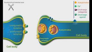 Cholinergic Agonists and Antagonists animation video [upl. by Nahtannhoj]