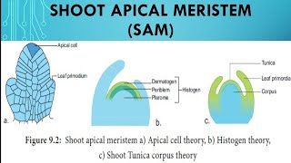 Shoot Apical Meristem SAM [upl. by Rothmuller]