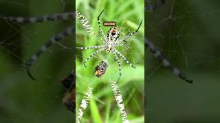 7 spotted orb weavers spider facts you thought you knew animals nature wildlife [upl. by Anniram617]