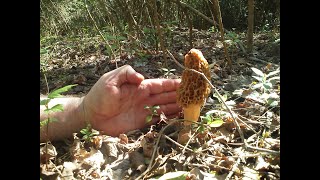 When should I pick Morel Mushrooms  Morel Truths Episode 5 [upl. by Ardnasela]