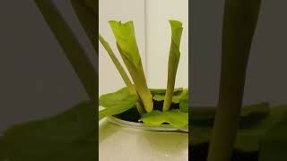 Prayer plant leaf time lapse timelapse houseplant [upl. by Eerual]