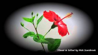 Hibiscus Flower opening in Slow motion Japon Gulu [upl. by Januisz]