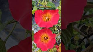 Ipomea Flower Plant best winter flower blooming variety horticultureking kolkata [upl. by Tudor]