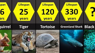 How Long Animals Live Lifespans of Animals Lowest to Highest [upl. by Hutt629]