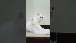 happy cute cat 🥰🤗shorts cat cute funny comedy [upl. by Yrtua190]