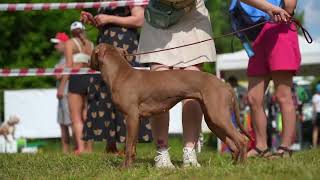 American pitbullterrier kennel ADBA Dognik Bulls Abronia [upl. by Balliett]