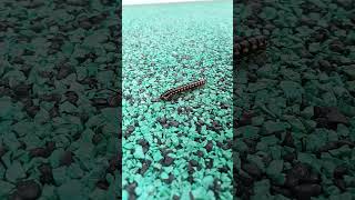 Yellow Spotted Millipede naturesanimals natureinsect insect viralvideo shorts shortvideo [upl. by Katsuyama]