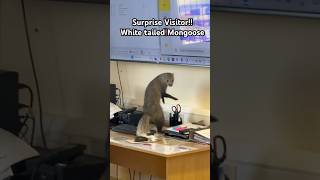 mongoose animals wildlife ytshorts fyp [upl. by Margareta655]