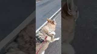 Tala Czechoslovakian Vlcak Wolfdog howling this time to a police siren [upl. by Oirretna]