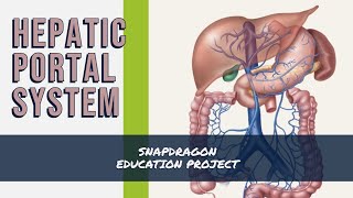 THE HEPATIC PORTAL SYSTEM [upl. by Schwartz]