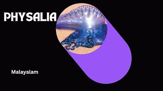 Physalia  Cnidaria  Malayalam  FYUGP  Sem 1  Dr RaniSDharan [upl. by Aicelav]