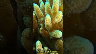 softcoralsphylumcnidariaalcyonaceapennatulacenaturalfishsheltervideographymoalboalcebu🇵🇭 [upl. by Nauqram]