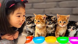 Boram  Funny Videos with Cat and Other Animals [upl. by Atsylak]