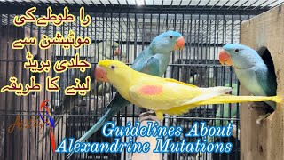 Breeding guidelines of Alexandrine Mutations alex alexandrineparrot birds pets parrot pets [upl. by Alakam299]