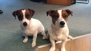 Double Stay and Go part 2jackrussell puppy doglover newzealand christchurch [upl. by Hastings]