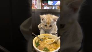 cat ramen cat cute ramen [upl. by Bart]