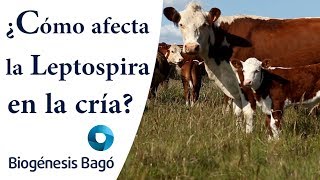 ¿Cómo afecta la Leptospira en la cría Biogénesis Bagó [upl. by Aciraa]