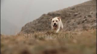 Cane labrador dorato felice giocoso che corre nellerba nelle montagne [upl. by Hymen]