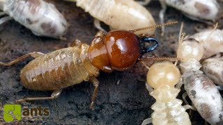 My Termite Colony Grew Huge Workers [upl. by Wehtta]