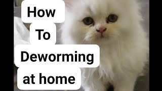 deworming of my persian kitten at home All about deworming Urdu Hindi [upl. by Naffets]