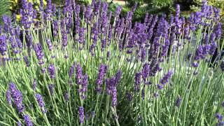 Lavandula angustifolia Hidcote [upl. by Harahs]