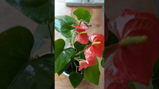 Anthurium potting mix anthurium shortvideo anuprasathyt [upl. by Elbag901]