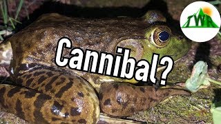 The Shocking Truth About Bullfrogs [upl. by Rastus]