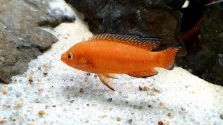 Hemichromis exsul Lake Turkana [upl. by Raquel57]