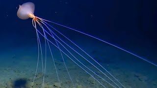 NEW Magnapinna Squid ROV Encounter September 2024  Tonga Trench  Deepsea Oddities [upl. by Ailak]