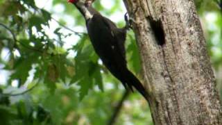 Pileated Woodpecker Along The Mississippi River [upl. by Rustie331]