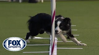 Best of the Agility competition from the 2020 Westminster Kennel Club Dog show  FOX SPORTS [upl. by Yardley]