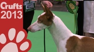 Ibizan Hound  Best of Breed  Crufts 2013 [upl. by Rudie]