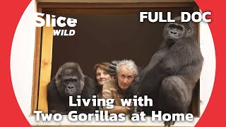 Adopting and Raising Orphaned Gorillas  SLICE WILD  FULL DOCUMENTARY [upl. by Dulcy]