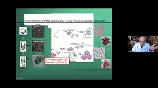 Dr Silber Oncofertility Webinar In Vitro Oogenesis 2022 [upl. by Eimmak644]