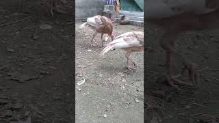 Beltsville Small White Turkey [upl. by Atnas]