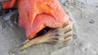 Triplofusus giganteus Florida Horse Conch [upl. by Kendell624]