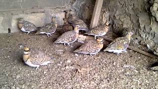 Pintailed Sandgrouse [upl. by Christianson]