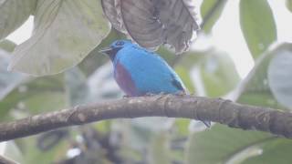 Turquoise Cotinga call Cotinga ridgwayi [upl. by Lolly317]