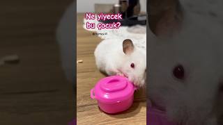 Hamsterlar ne yer Hamster bakımı hamster ne yemeli  mimuy evcilhayvan [upl. by Haven435]