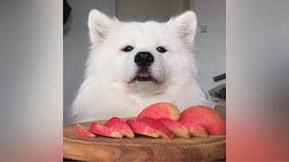 ASMR Dog Eating Crunchy Apple Slices [upl. by Mun101]