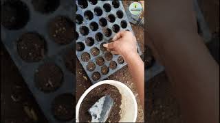 How to grow seeds on seedling tray  How to plant on nursery tray  Things you need to know to plant [upl. by Drawe702]