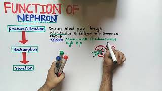 Nephron Function Class 12 Biology [upl. by Aliuqaj891]