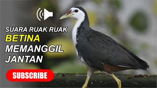 Suara Ruak Ruak Betina Memanggil Jantan [upl. by Enirolf38]