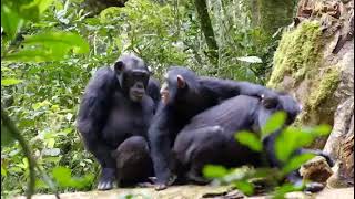 Chimpanzee mating [upl. by Attelrahc]