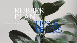 Rubber Plant Tips amp Tricks by Focus New York [upl. by Felisha532]